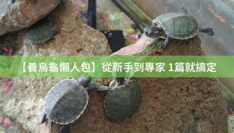 養烏龜的數量|【養烏龜懶人包】：從新手到專家，1篇就搞定